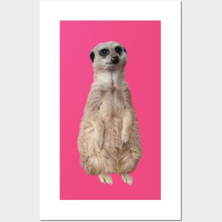 Meerkat - Cute meerkat watching the view - Pink Posters and Art